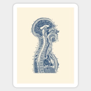 Upper Body Diagram - Vintage Anatomy Sticker